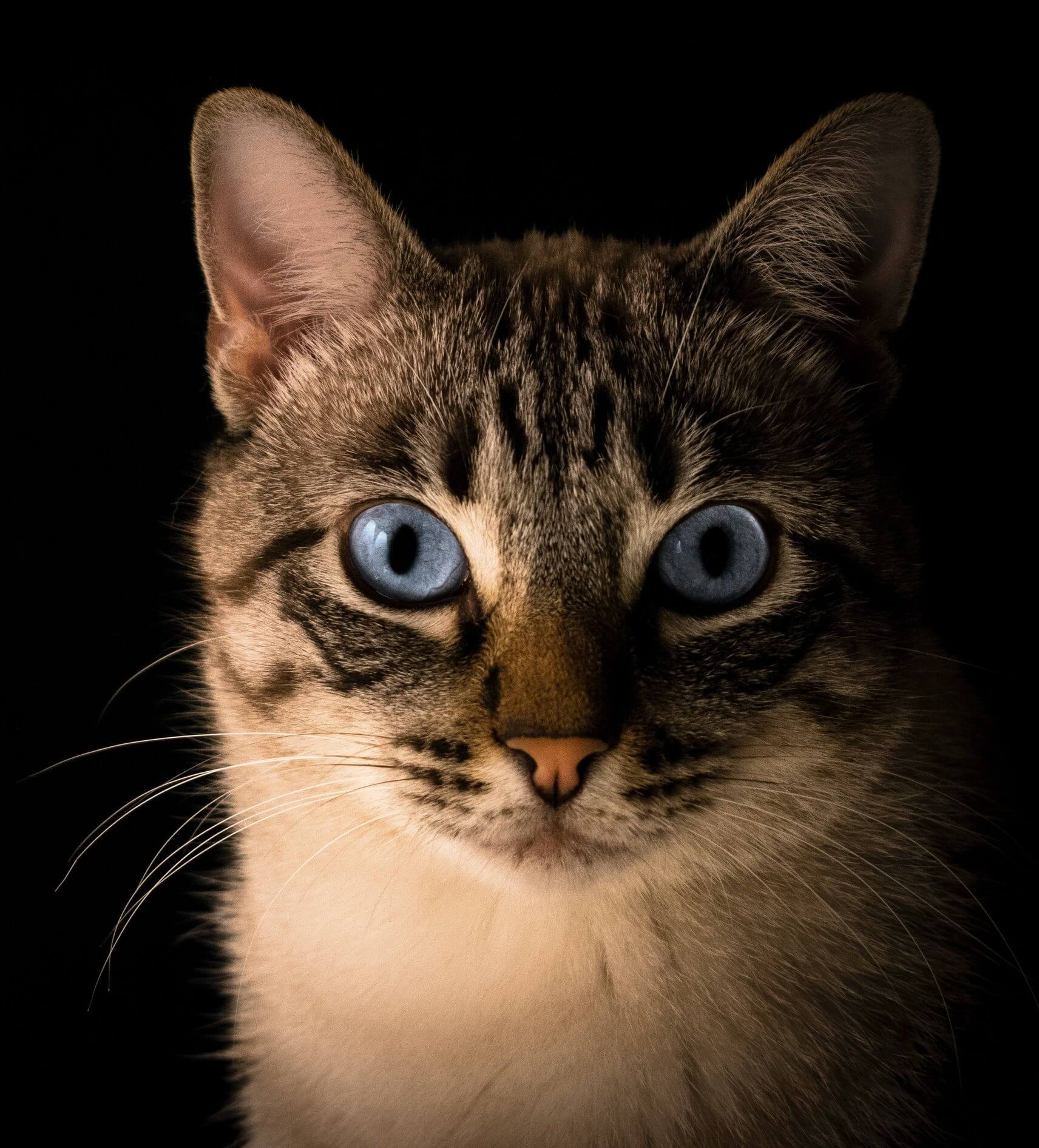 Foto de un gato bonito.